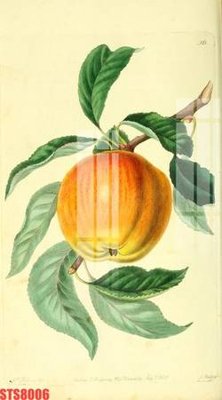 File ảnh Tranh sơn dầu phương tây tổng hợp STS8006 (gốc) trang trí khách sạn