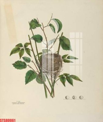 File gốc Tranh sơn dầu phương tây tổng hợp STS80061 (in lụa) cao cấp