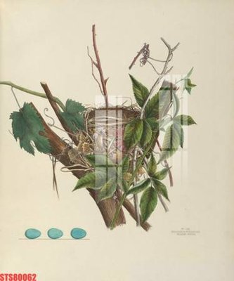 Hình ảnh file gốc Tranh sơn dầu phương tây tổng hợp STS80062 (chất lượng cao)