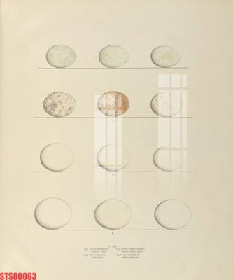 File tranh gốc Tranh sơn dầu phương tây tổng hợp STS80063 chủ đề hiện đại