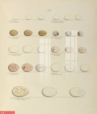 Download file Tranh sơn dầu phương tây tổng hợp STS80069 (chất lượng in ấn)