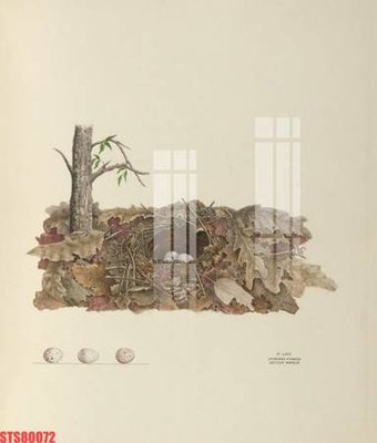 File gốc Tranh sơn dầu phương tây tổng hợp STS80072 (dành cho quảng cáo)