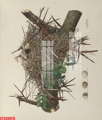 File ảnh Tranh sơn dầu phương tây tổng hợp STS80076 (gốc) in PP, decal