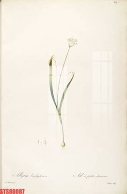 File tranh Tranh sơn dầu phương tây tổng hợp STS80087 (gốc) chủ đề tĩnh vật