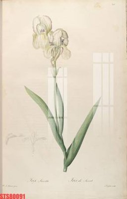 File gốc Tranh sơn dầu phương tây tổng hợp STS80091 (in tráng gương) ốp tường