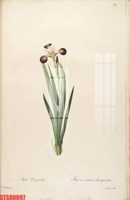 File tranh in mica Tranh sơn dầu phương tây tổng hợp STS80097 (độ phân giải cao)