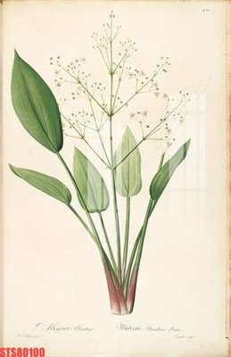 Ảnh gốc Tranh sơn dầu phương tây tổng hợp STS80100 (siêu chi tiết) để in ấn