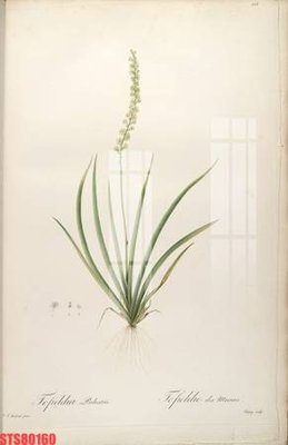 File in trần Tranh sơn dầu phương tây tổng hợp STS80160 (bản gốc) 5D