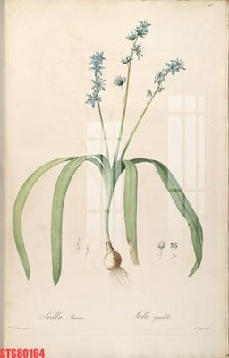 Ảnh gốc Tranh sơn dầu phương tây tổng hợp STS80164 (độ nét cao) in tráng gương