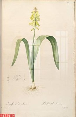 File gốc Tranh sơn dầu phương tây tổng hợp STS80183 (PNG) không nền chất lượng