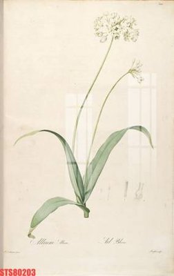 File tranh Tranh sơn dầu phương tây tổng hợp STS80203 (ảnh gốc) độ nét vượt trội