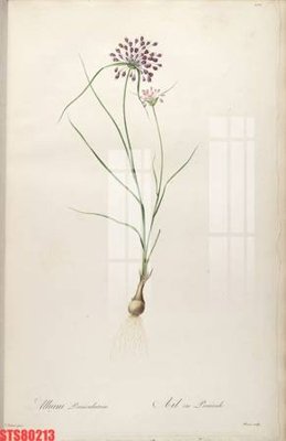 File tranh in tráng gương Tranh sơn dầu phương tây tổng hợp STS80213 (siêu nét)