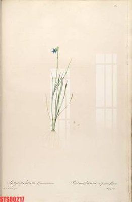 Tải file Tranh sơn dầu phương tây tổng hợp STS80217 (gốc) để in ấn ngay