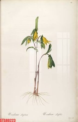 File tranh in tráng gương Tranh sơn dầu phương tây tổng hợp STS80223 (siêu nét)