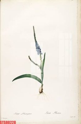 File gốc Tranh sơn dầu phương tây tổng hợp STS80228 (phong cách) châu Âu