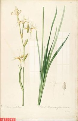 File gốc Tranh sơn dầu phương tây tổng hợp STS80233 (in ấn) không giới hạn