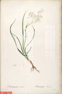 File tranh Tranh sơn dầu phương tây tổng hợp STS80235 (gốc) phong cách tối giản