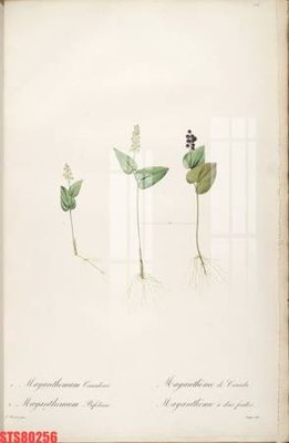 Tải file Tranh sơn dầu phương tây tổng hợp STS80256 (PSD) cho in ấn quảng cáo