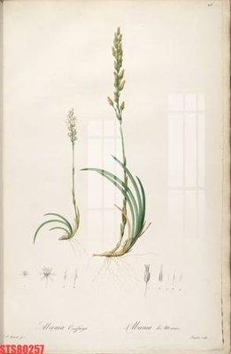 File ảnh gốc Tranh sơn dầu phương tây tổng hợp STS80257 (chuyên in mica)