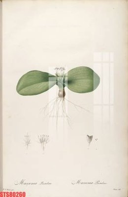 File in ấn Tranh sơn dầu phương tây tổng hợp STS80260 (bản gốc) từ file gốc