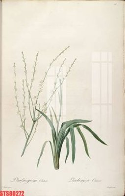 Chi tiết file gốc Tranh sơn dầu phương tây tổng hợp STS80272 (cho in tráng gương)