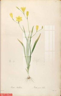 File gốc Tranh sơn dầu phương tây tổng hợp STS80289 (in tráng gương) sang trọng