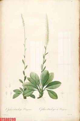 Hình ảnh file gốc Tranh sơn dầu phương tây tổng hợp STS80299 (chất lượng cao)