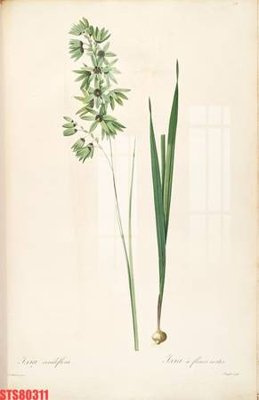 File ảnh gốc Tranh sơn dầu phương tây tổng hợp STS80311 (chuyên in mica)