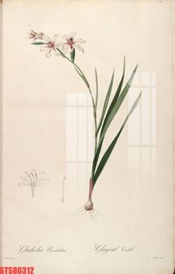 File PSD Tranh sơn dầu phương tây tổng hợp STS80312 (gốc) tách lớp chi tiết