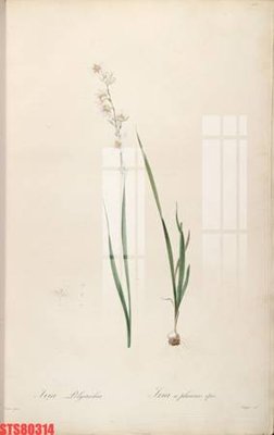 File PSD Tranh sơn dầu phương tây tổng hợp STS80314 (gốc) cho designer