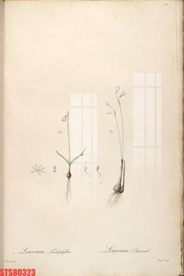 Tải về file tranh gốc Tranh sơn dầu phương tây tổng hợp STS80323 (để in quảng cáo)