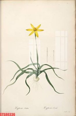 File gốc in ấn Tranh sơn dầu phương tây tổng hợp STS80336 (sẵn sàng tải về)