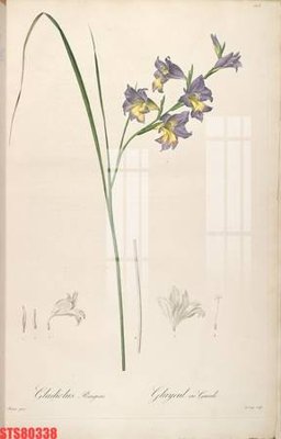 File tranh Tranh sơn dầu phương tây tổng hợp STS80338 (gốc) in vải canvas