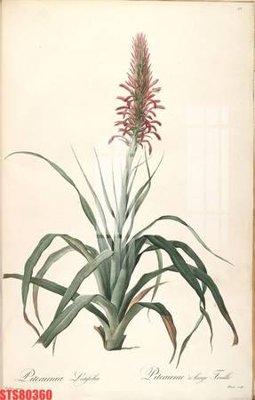 Ảnh gốc file in lụa Tranh sơn dầu phương tây tổng hợp STS80360 chi tiết