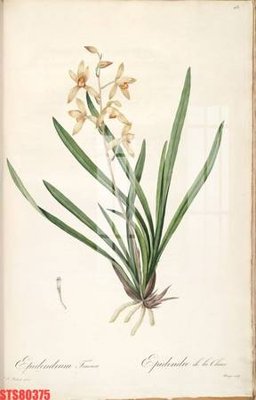 Ảnh gốc Tranh sơn dầu phương tây tổng hợp STS80375 (độ nét cao) in tráng gương