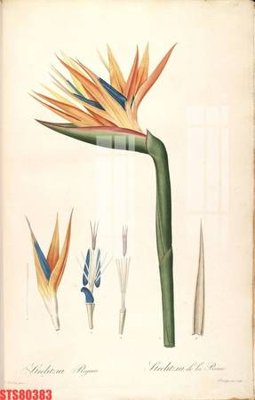 Tải file Tranh sơn dầu phương tây tổng hợp STS80383 (ảnh gốc) in tranh kính