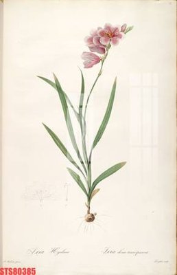 File gốc Tranh sơn dầu phương tây tổng hợp STS80385 (ảnh chi tiết) để in ấn