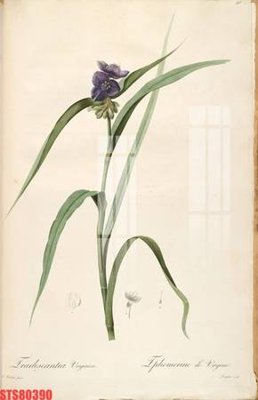 File in trần Tranh sơn dầu phương tây tổng hợp STS80390 (bản gốc) 5D