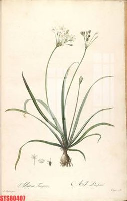 File ảnh Tranh sơn dầu phương tây tổng hợp STS80407 (gốc) in Hiflex