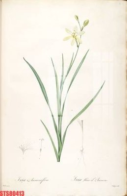 File gốc Tranh sơn dầu phương tây tổng hợp STS80413 (in tráng gương) hiện đại