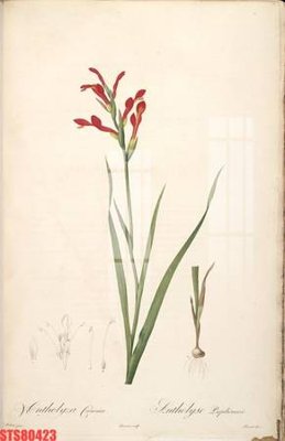 File in lụa Tranh sơn dầu phương tây tổng hợp STS80423 (hoa văn) Tranh sơn dầu phương tây tổng hợp STS80423