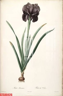 File tranh Tranh sơn dầu phương tây tổng hợp STS80426 (gốc) chủ đề động vật