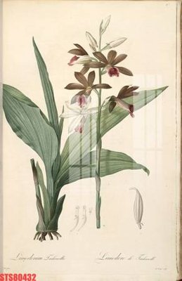 File in trần Tranh sơn dầu phương tây tổng hợp STS80432 (bản gốc) hoa văn