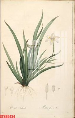 File gốc Tranh sơn dầu phương tây tổng hợp STS80434 (trang trí) phòng ngủ