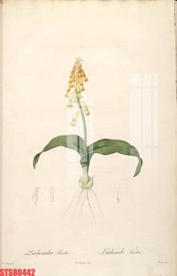 Download file gốc Tranh sơn dầu phương tây tổng hợp STS80442 (in lụa) hoa lá