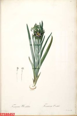 Ảnh gốc Tranh sơn dầu phương tây tổng hợp STS80452 (độ nét cao) in tráng gương