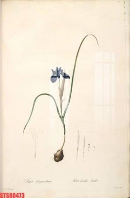 File tranh Tranh sơn dầu phương tây tổng hợp STS80473 (bản gốc) trang trí văn phòng