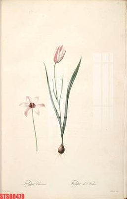 Tải file tranh Tranh sơn dầu phương tây tổng hợp STS80478 (ảnh gốc) ngay