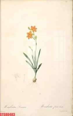 File gốc Tranh sơn dầu phương tây tổng hợp STS80483 (in tráng gương) hiện đại