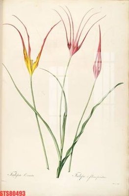 File tranh quảng cáo Tranh sơn dầu phương tây tổng hợp STS80493 (file gốc) chuyên nghiệp